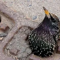 Vogel Gulli HNA.jpg